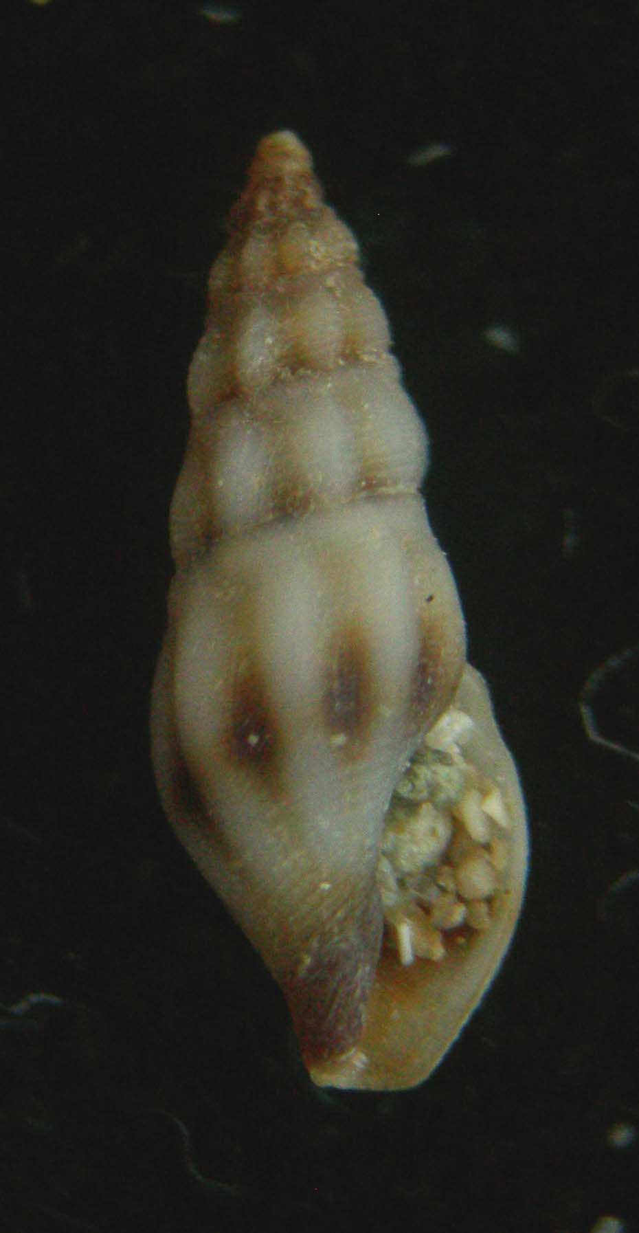 Bela crf. ornata